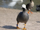 Emperor Goose (WWT Slimbridge March 2011) - pic by Nigel Key